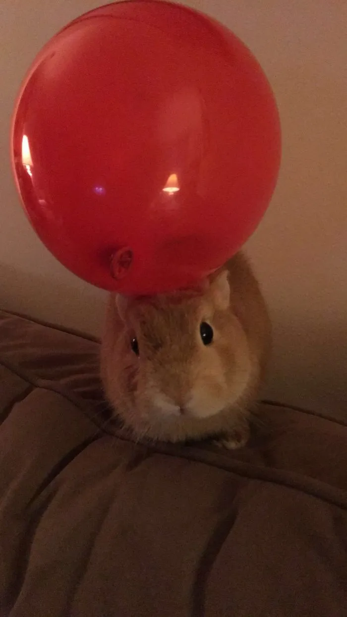He's Not Too Fond Of Balloons 🎈