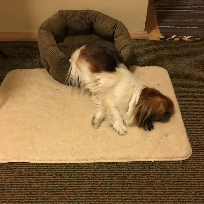 Melted Pekingese