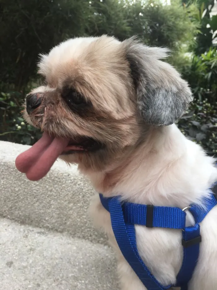 175 Of The Most Adorable Animal Mlems" Ever"