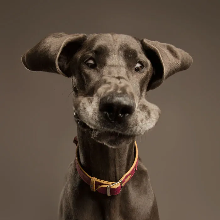 I'm A Dog Photographer Who Specializes In Derpy Expressions