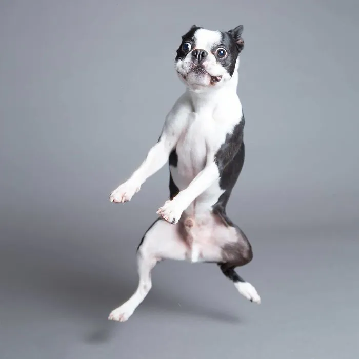 I'm A Dog Photographer Who Specializes In Derpy Expressions