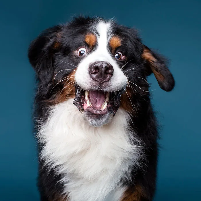 I'm A Dog Photographer Who Specializes In Derpy Expressions