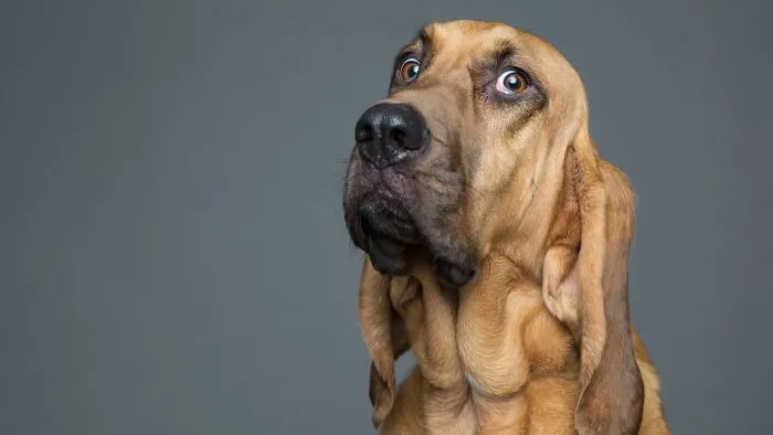 I'm A Dog Photographer Who Specializes In Derpy Expressions