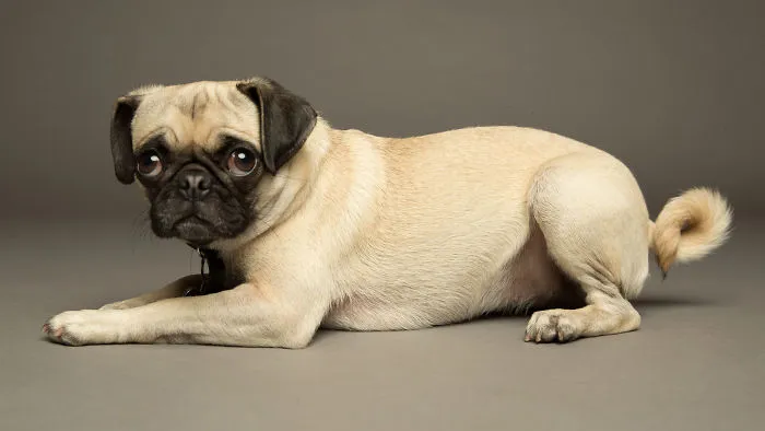 I'm A Dog Photographer Who Specializes In Derpy Expressions