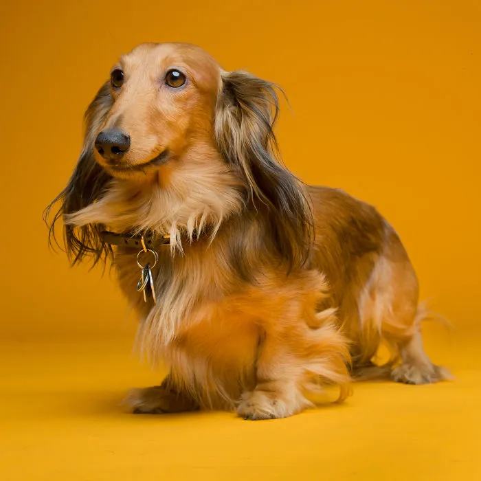 I'm A Dog Photographer Who Specializes In Derpy Expressions