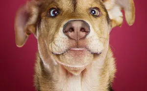 I'm A Dog Photographer Who Specializes In Derpy Expressions