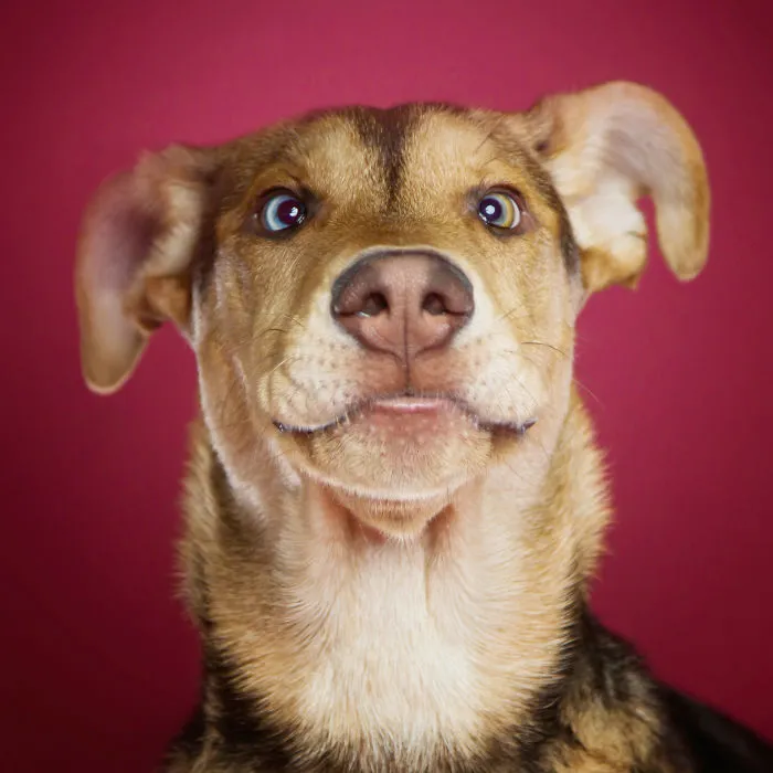I'm A Dog Photographer Who Specializes In Derpy Expressions