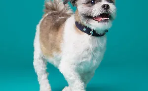I'm A Dog Photographer Who Specializes In Derpy Expressions