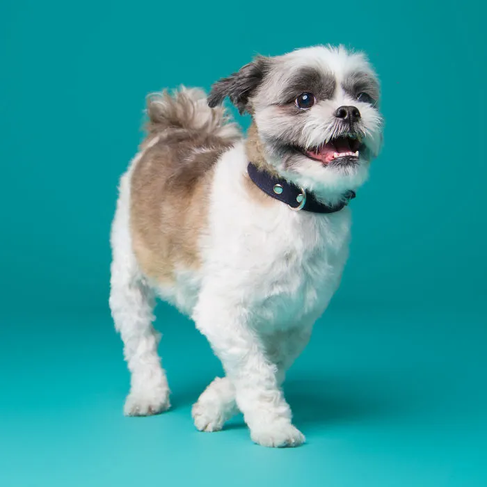 I'm A Dog Photographer Who Specializes In Derpy Expressions