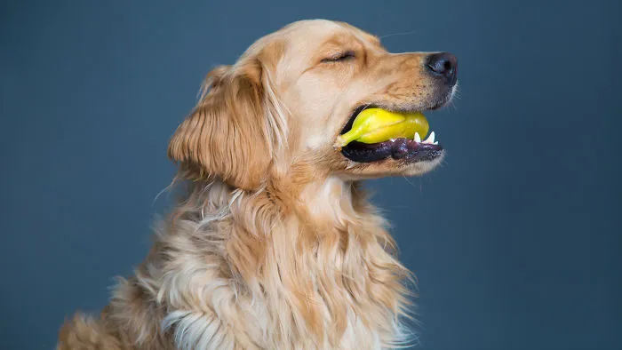 I'm A Dog Photographer Who Specializes In Derpy Expressions