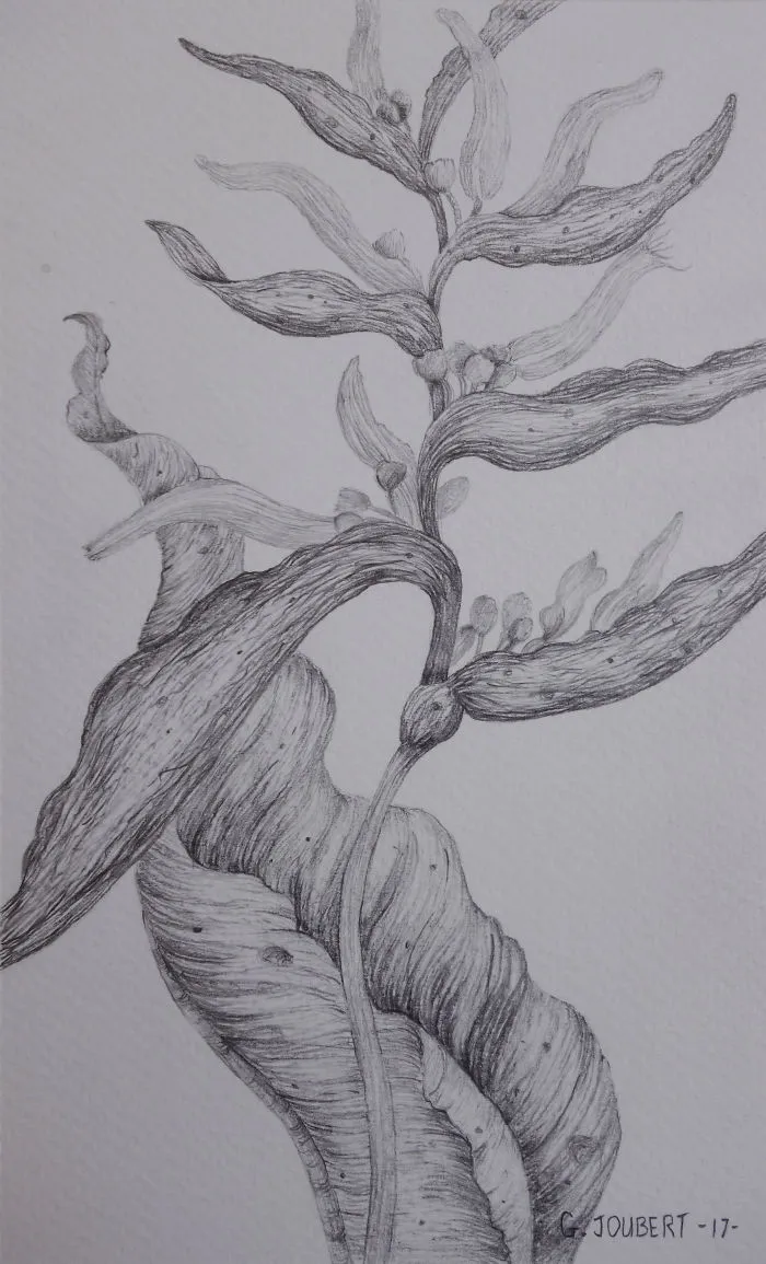 I'm Drawing My Way To Budapest