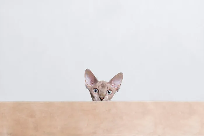 I Made A Career Out Of Annoying Cats