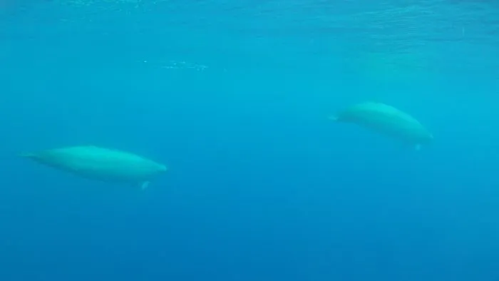 First Underwater Video Of Rare Beaked Whales