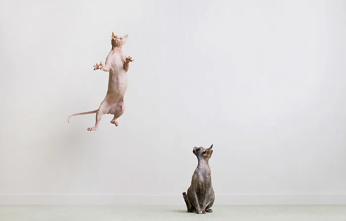 I Made A Career Out Of Annoying Cats