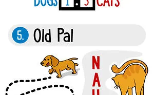 [infographic]8 Reasons Why Dogs Are Better Than Cats