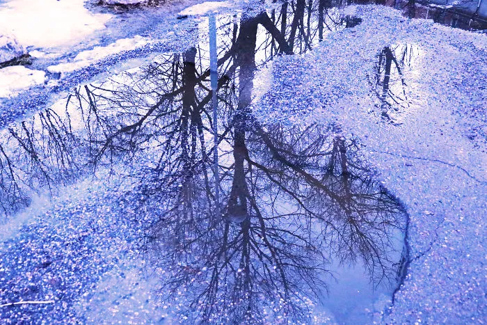 A Magical New World On The Ground With Icy Dirty Puddles And Trees!