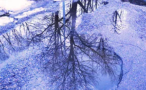 A Magical New World On The Ground With Icy Dirty Puddles And Trees!