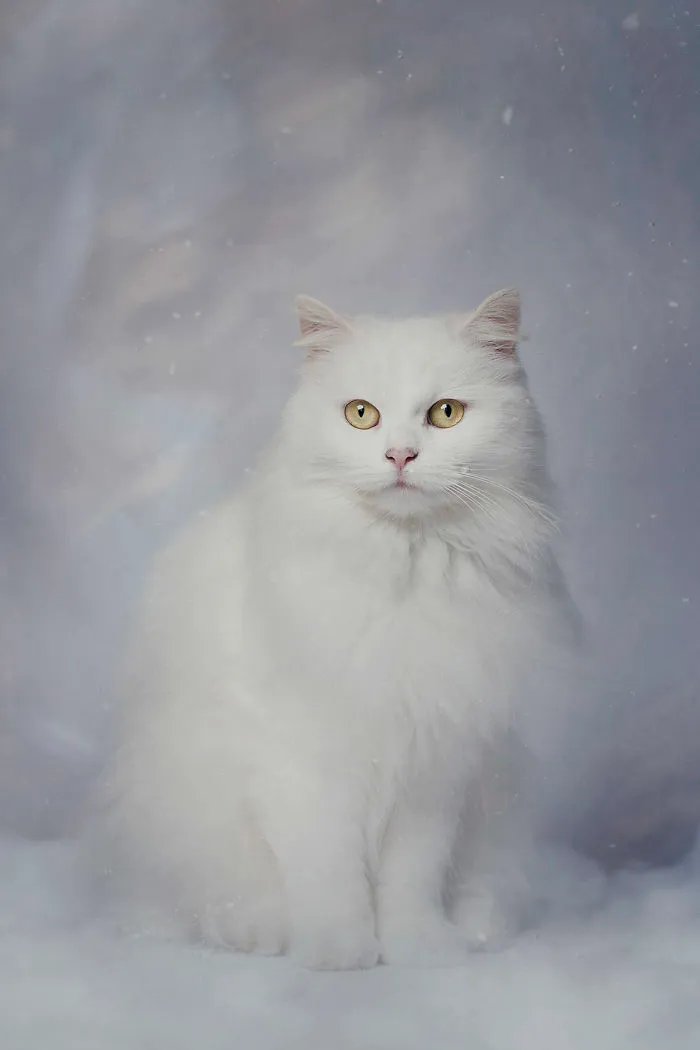 I Made A Career Out Of Annoying Cats