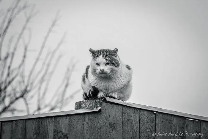 Look Into Abandoned Cat's Eyes: Photographer From Riga Captured Homeless Cats Around The City