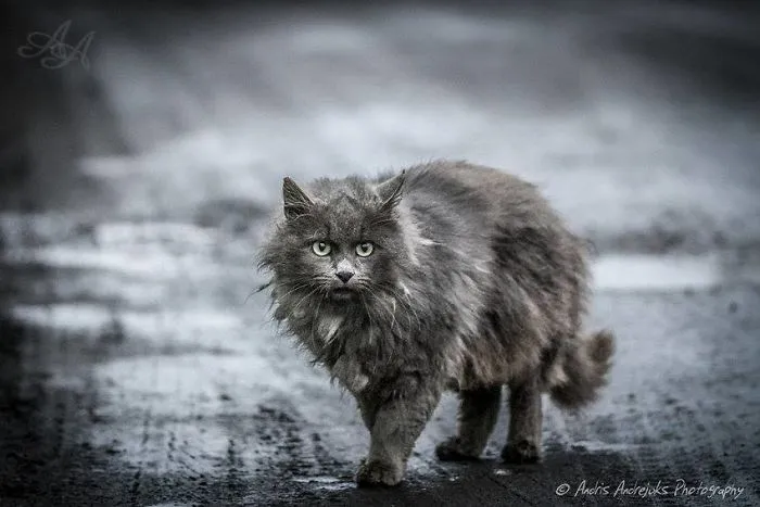 Look Into Abandoned Cat's Eyes: Photographer From Riga Captured Homeless Cats Around The City