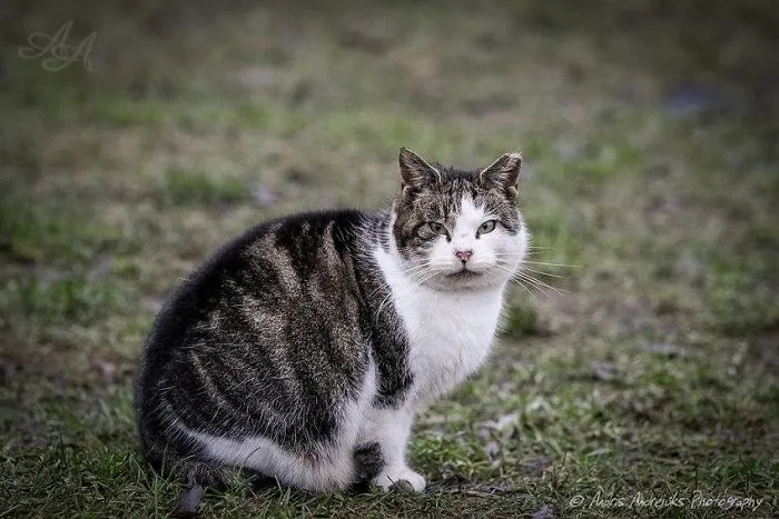 Look Into Abandoned Cat's Eyes: Photographer From Riga Captured Homeless Cats Around The City
