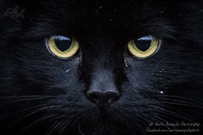Look Into Abandoned Cat's Eyes: Photographer From Riga Captured Homeless Cats Around The City