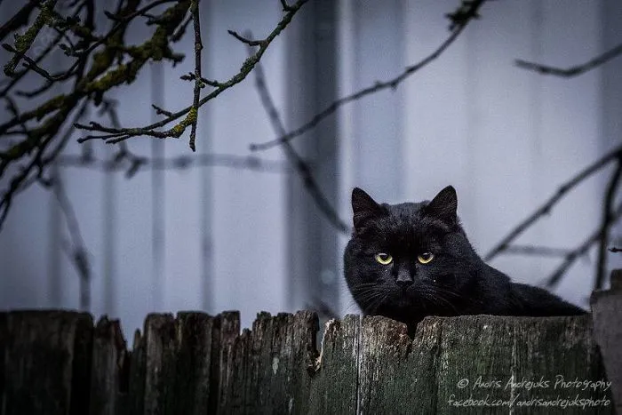 Look Into Abandoned Cat's Eyes: Photographer From Riga Captured Homeless Cats Around The City