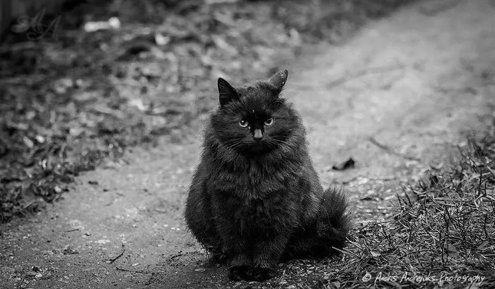 Look Into Abandoned Cat's Eyes: Photographer From Riga Captured Homeless Cats Around The City