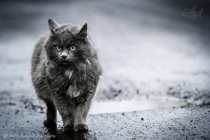 Look Into Abandoned Cat's Eyes: Photographer From Riga Captured Homeless Cats Around The City