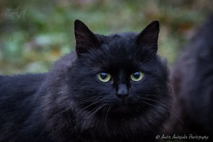 Look Into Abandoned Cat's Eyes: Photographer From Riga Captured Homeless Cats Around The City