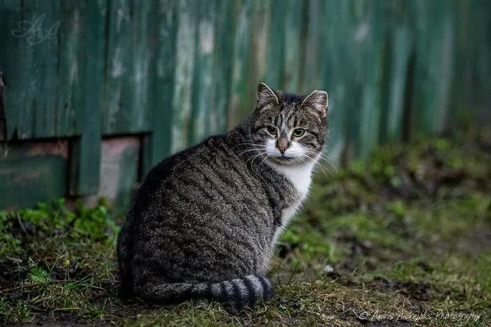 Look Into Abandoned Cat's Eyes: Photographer From Riga Captured Homeless Cats Around The City