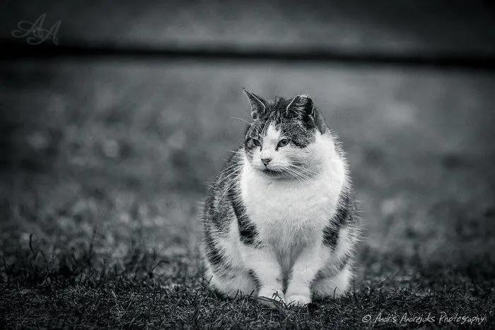 Look Into Abandoned Cat's Eyes: Photographer From Riga Captured Homeless Cats Around The City