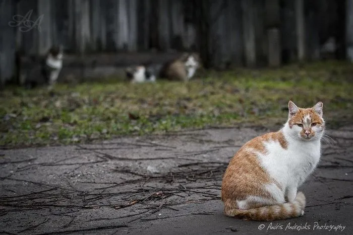 Look Into Abandoned Cat's Eyes: Photographer From Riga Captured Homeless Cats Around The City