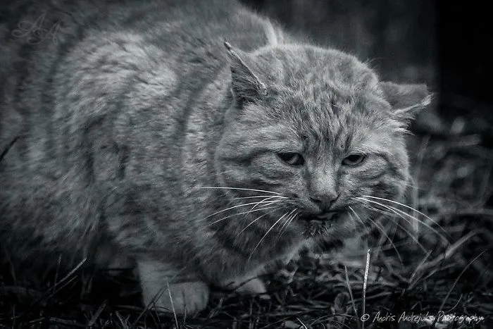 Look Into Abandoned Cat's Eyes: Photographer From Riga Captured Homeless Cats Around The City