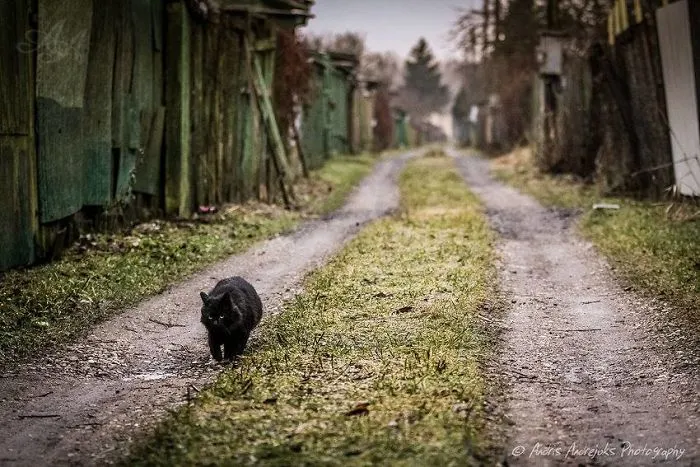 Look Into Abandoned Cat's Eyes: Photographer From Riga Captured Homeless Cats Around The City