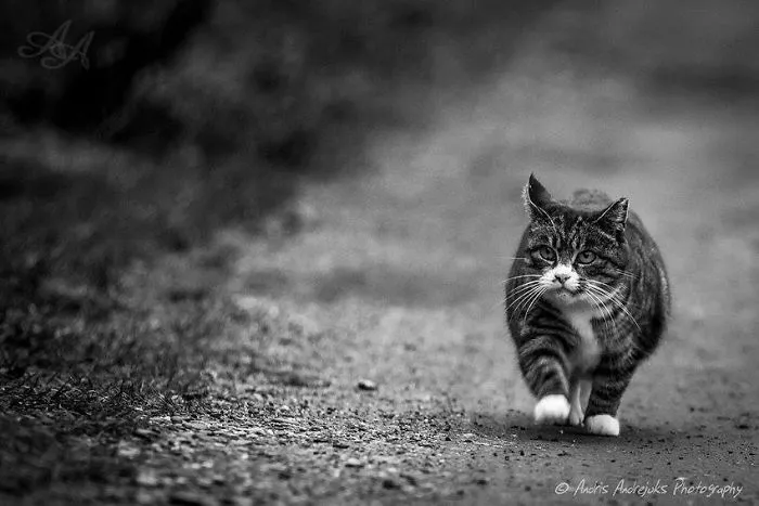 Look Into Abandoned Cat's Eyes: Photographer From Riga Captured Homeless Cats Around The City
