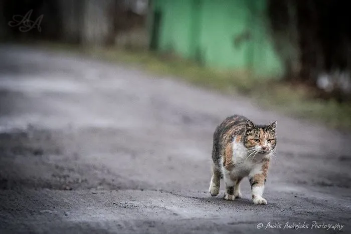 Look Into Abandoned Cat's Eyes: Photographer From Riga Captured Homeless Cats Around The City