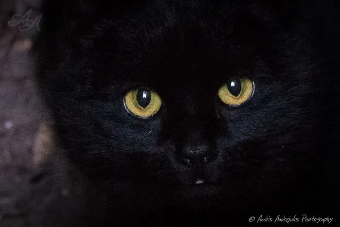 Look Into Abandoned Cat's Eyes: Photographer From Riga Captured Homeless Cats Around The City