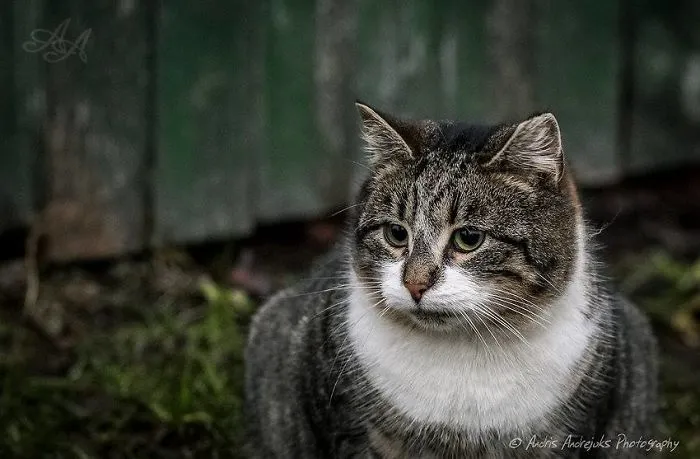 Look Into Abandoned Cat's Eyes: Photographer From Riga Captured Homeless Cats Around The City