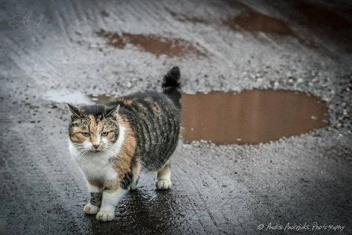 Look Into Abandoned Cat's Eyes: Photographer From Riga Captured Homeless Cats Around The City