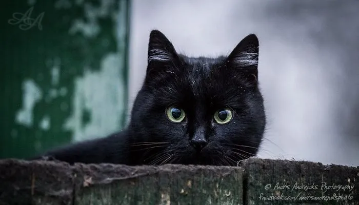 Look Into Abandoned Cat's Eyes: Photographer From Riga Captured Homeless Cats Around The City