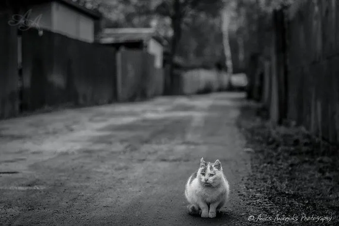 Look Into Abandoned Cat's Eyes: Photographer From Riga Captured Homeless Cats Around The City