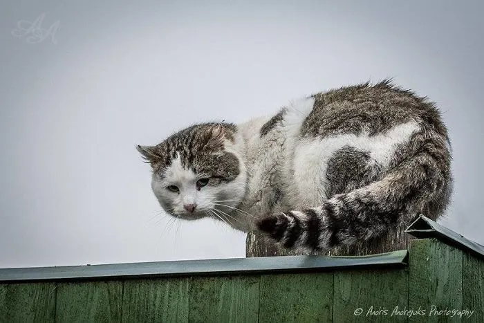 Look Into Abandoned Cat's Eyes: Photographer From Riga Captured Homeless Cats Around The City
