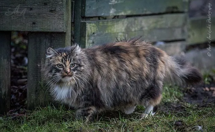 Look Into Abandoned Cat's Eyes: Photographer From Riga Captured Homeless Cats Around The City
