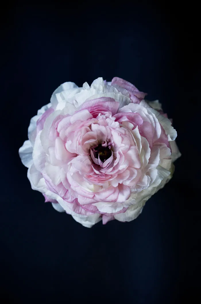 It's All About The Petals