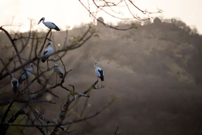 Evening Birds : Nature