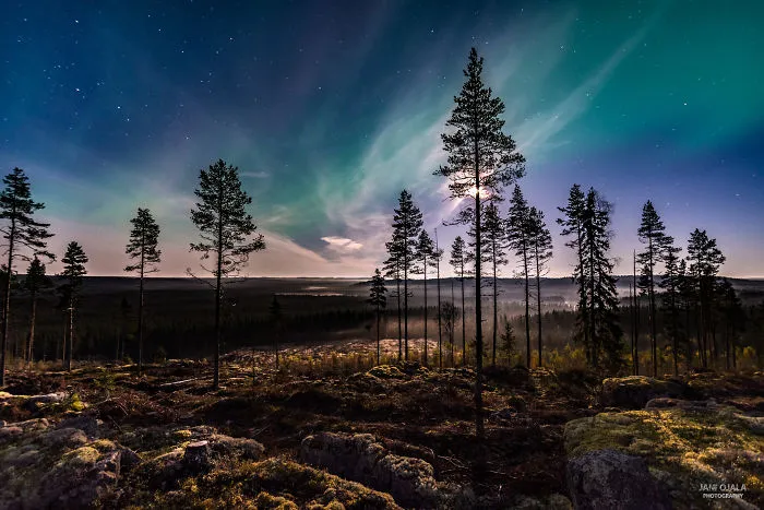 Magical Moment In The Forest