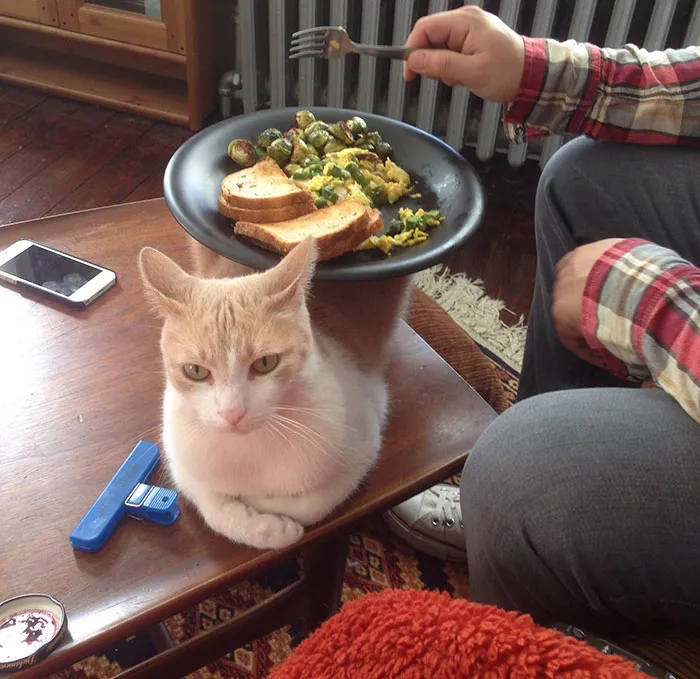 A Great Use For Your Cat
