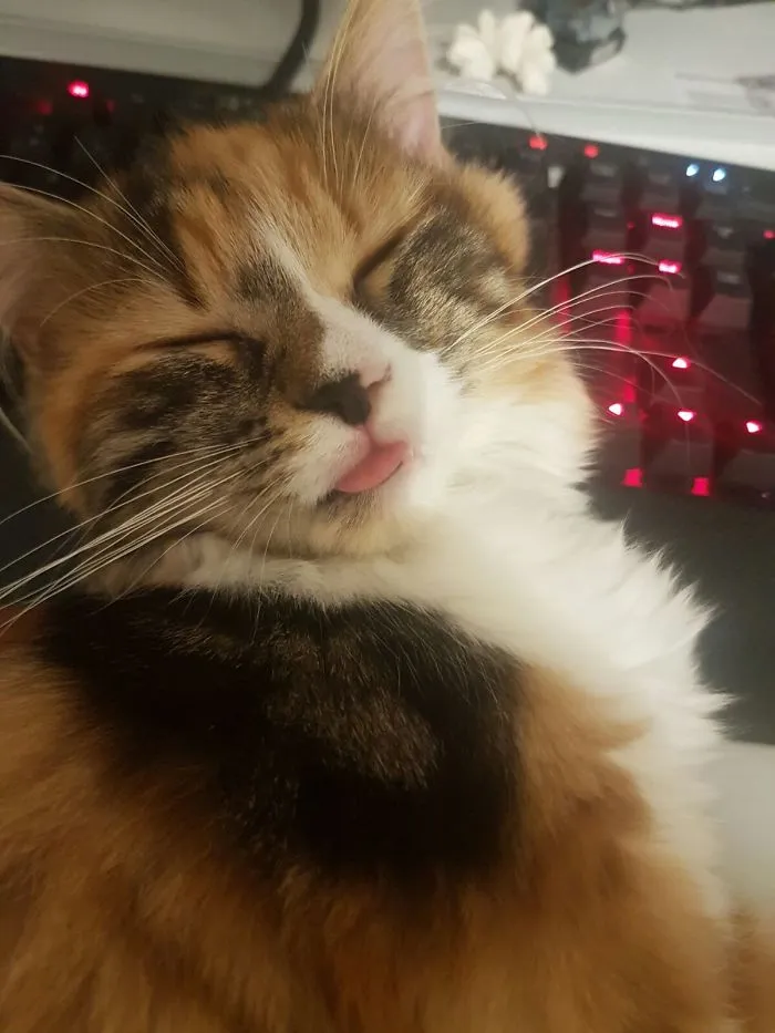 175 Of The Most Adorable Animal Mlems" Ever"