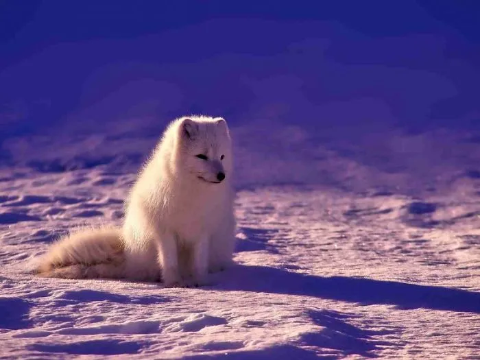 Norway Fox In A Chill Mode
